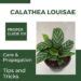 Calathea Louisae 101 The Definitive Guide To Care And Propagation