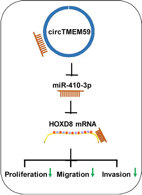 Mechanism Diagram Of This Study Circtmem Sponged Mir P To