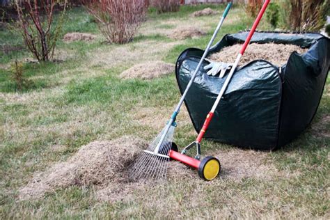 When And How To Dethatch A Lawn After Care Tips