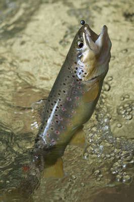 La truite aux appâts naturels Association Régionale de Pêche et de