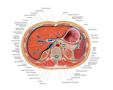 The Abdomen 1 By Science Photo Library