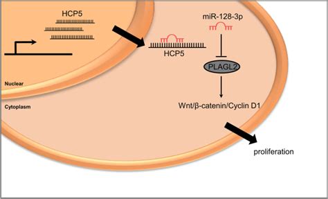 Lncrna Hcp5 作为 Mir 128 3p 海绵通过 Plagl2 激活 Wntβ Catenincyclin D1 信号通路促进