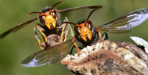 La Vespa Killer Arriva In Italia Dall Oriente Allerta Massima