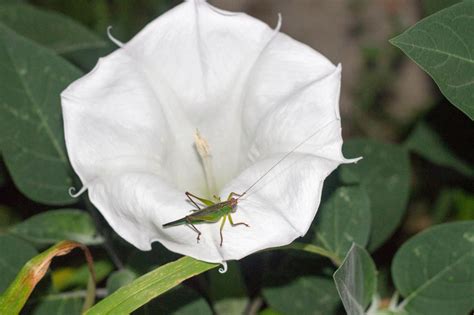 Moon Plant Flower: Blooms Only at Night