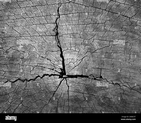 Querschnitt des baumes Fotos und Bildmaterial in hoher Auflösung Alamy