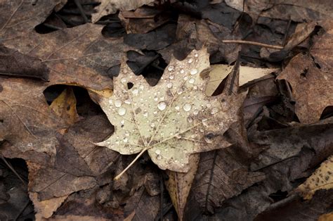 Dried Maple Leaves Fall Leaves Maple Leaves Nature Hd Wallpaper