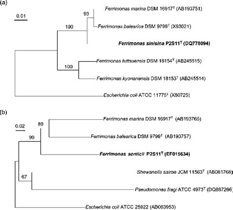 Neighbour Joining Trees Based On The 16S RRNA A And GyrB B Gene