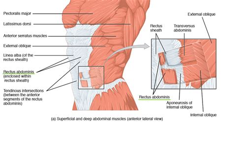 Rectus Abdominis Muscle Anatomy