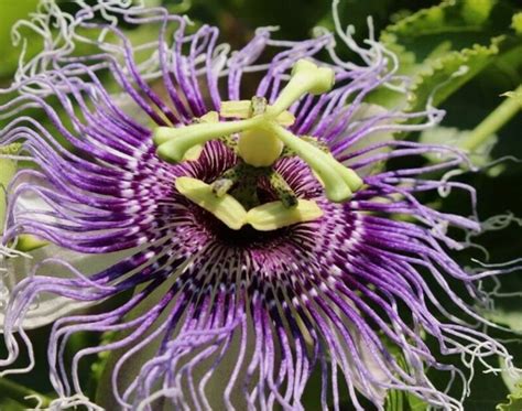 5 Pc Seeds Passiflora Edulis Golden Giant Flower Passiflora Seeds For