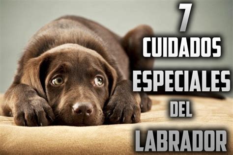 Cómo cuidar a un cachorro Labrador Guía completa