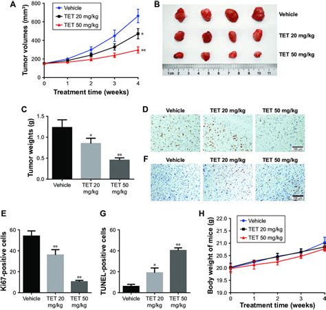 Tet Inhibited Tumor Growth By Inducing Apoptosis In Vivo Notes A