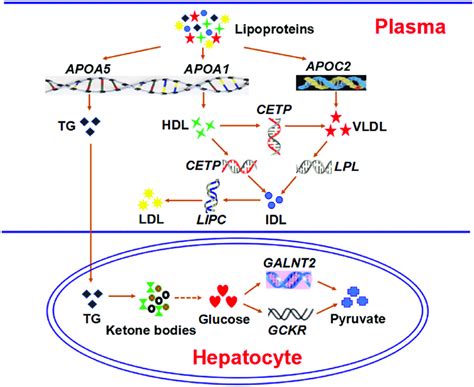 Eight potential pleiotropic genes (the italic) affected the three ...