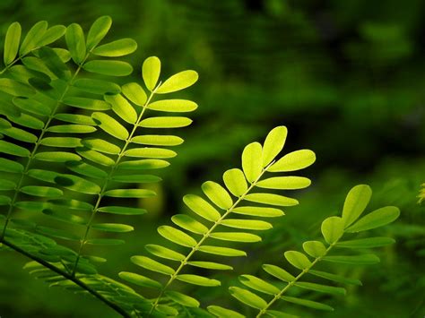 Green Fern Leaf · Free Stock Photo