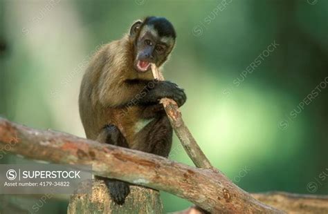 Weeper Capuchin Monkey Cebus Nigrivittatus SuperStock