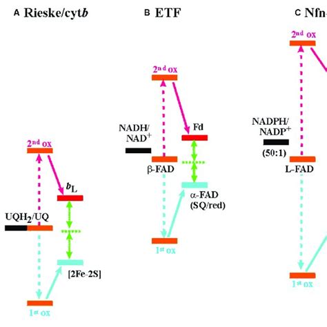 Electrochemical Landscapes For The Electron Bifurcation Reactions In