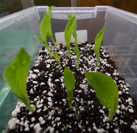 Canna Lily Seeds: Harvesting & Propagating Guide