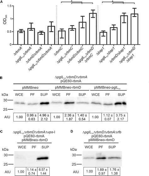 Frontiers A Broad Spectrum Protein Glycosylation System Influences