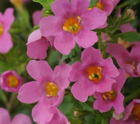 BACOPA (SUTERA) cordata PINKTOPIA (Multipills) - Muller Seeds