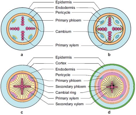 Dicot Root Cross Section Diagram