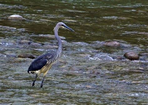 White Bellied Heron Alchetron The Free Social Encyclopedia