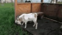 Fainting Goat GIFs | Tenor