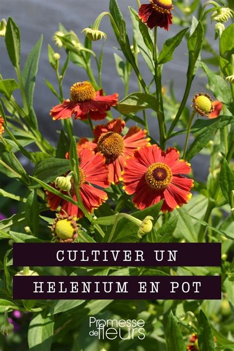 Cultiver Un Helenium En Pot