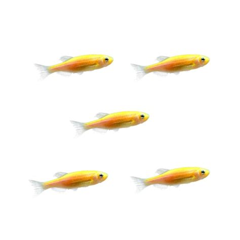 Sunburst Orange Danio For Sale 5 Pack Petco