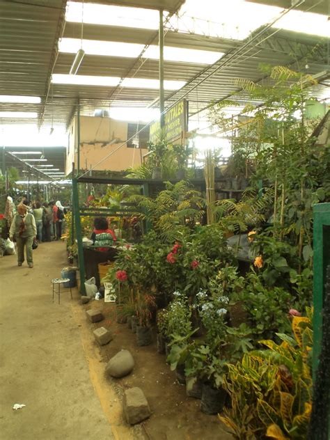 Donde Comprar Semillas De Plantas En Ayacucho Huamanga 7