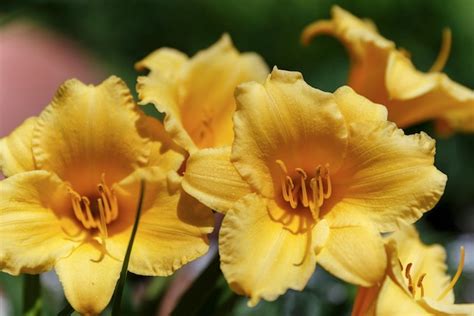 Premium Photo Hemerocallis Stella De Oro Beautiful Yellow Flower In