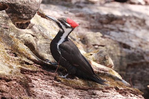 Pic Burung Pelatuk Ilmu Foto Gratis Di Pixabay Pixabay