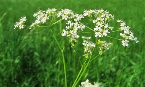 Growing Aniseed at Home