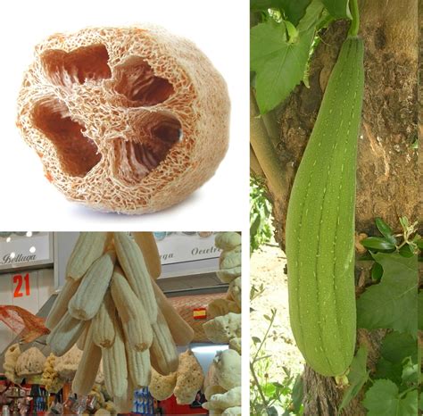 Luffa O Esponja Vegetal Cultivo