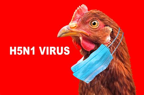 Bird Flu News 2024 - Cyb Laural