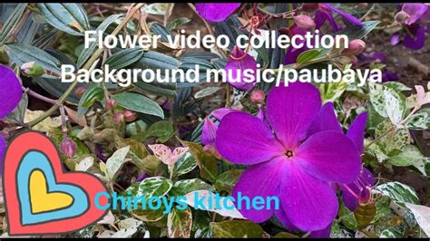 Flower Video Collection Music Background Paubaya Moira Dela Torre