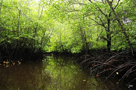 Mengenal Manfaat Pohon Mangrove