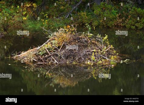 Beaver Castor Canadensis Lodge In The Fall Beavers Coat Their Lodge