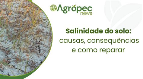 Salinidade Do Solo Causas Consequ Ncias E Como Reparar Agropecnews