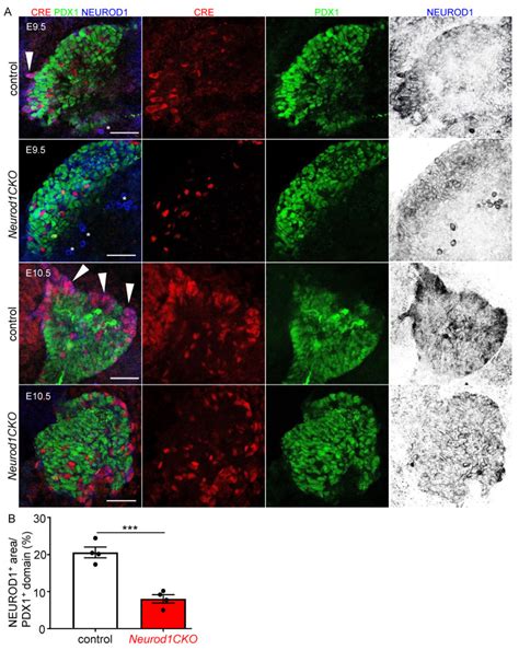 NEUROD1 Is Required for the Early α and β Endocrine Differentiation in