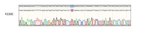 293T TP53 Y220C Cell Line Kyinno Bio