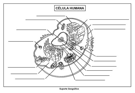 Desenho De Um Celula - 7