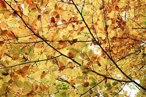 Free Picture Autum Leaves Wallpaper