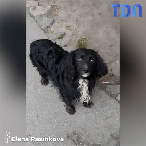 Abandonn Dans Une Station Service Ce Chien Attend Ses Propri Taires