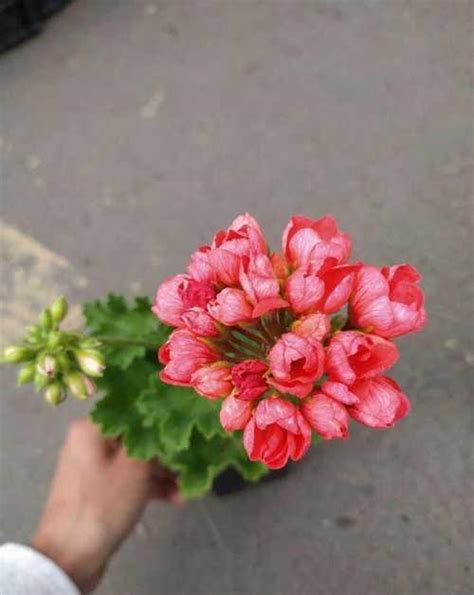 Пеларгония герань тюльпановидная | Festima.Ru – частные объявления