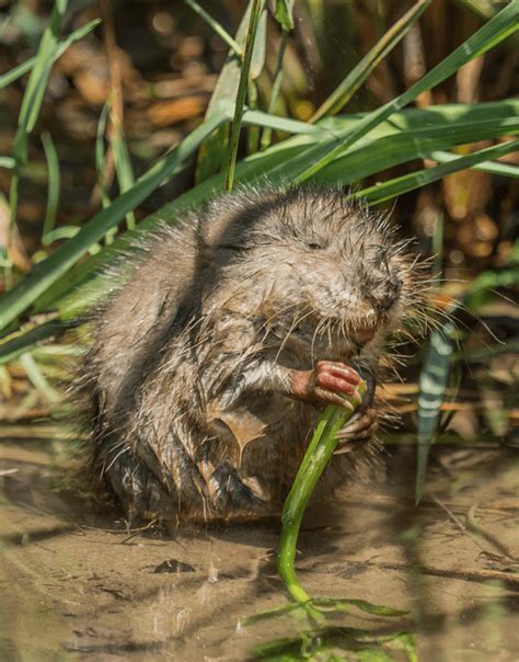 How to Get Rid of Muskrats - Varment Guard Wildlife Services