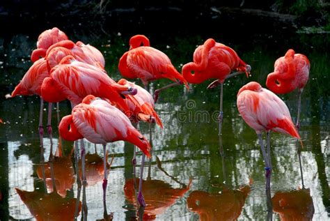 Pink flamingos stock photo. Image of wading, pink, wildlife - 17802060