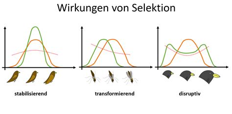 6 Evolution Biologie Unterricht Im Digitalen Zeitalter