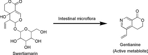 Metabolic Conversion Of Swertiamarin To Gentianine By Intestinal