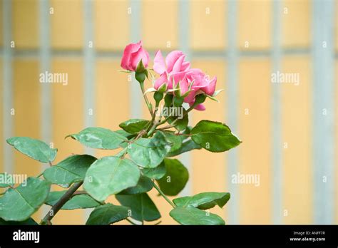 Opening Bud Pink Rose Hi Res Stock Photography And Images Alamy