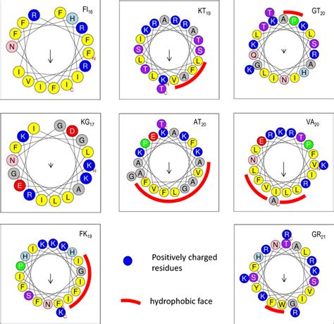 Helical Wheel Diagram Of Fi Kg Fk Kt At Gt Va And