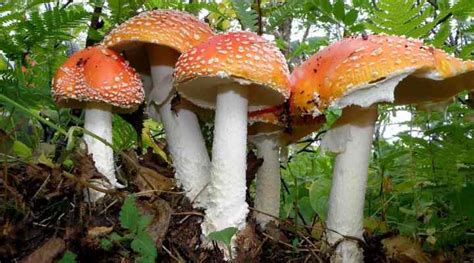 Types Of Orange Mushrooms With Pictures Identification Guide